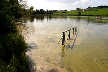 Algen im Sachsenrieder Weiher